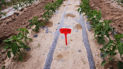 和碩縣 科技示范基地推動農業升級，注入鄉村振興新活力