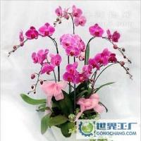 新疆庫爾勒綠石園花卉 專業鮮花速遞與植物盆景供應